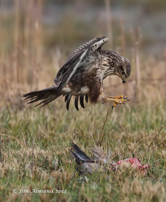 Common Buzzard pounce on Goose kill VP 15 1 13 IMG_0034